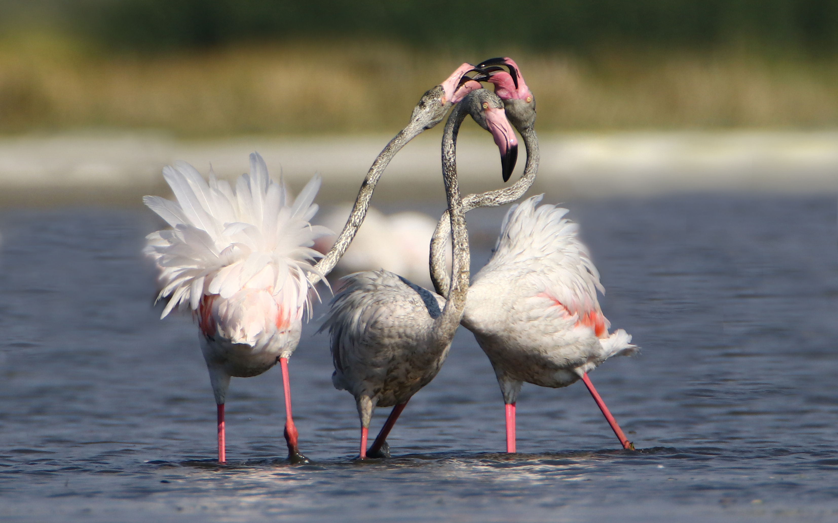 Flamingo