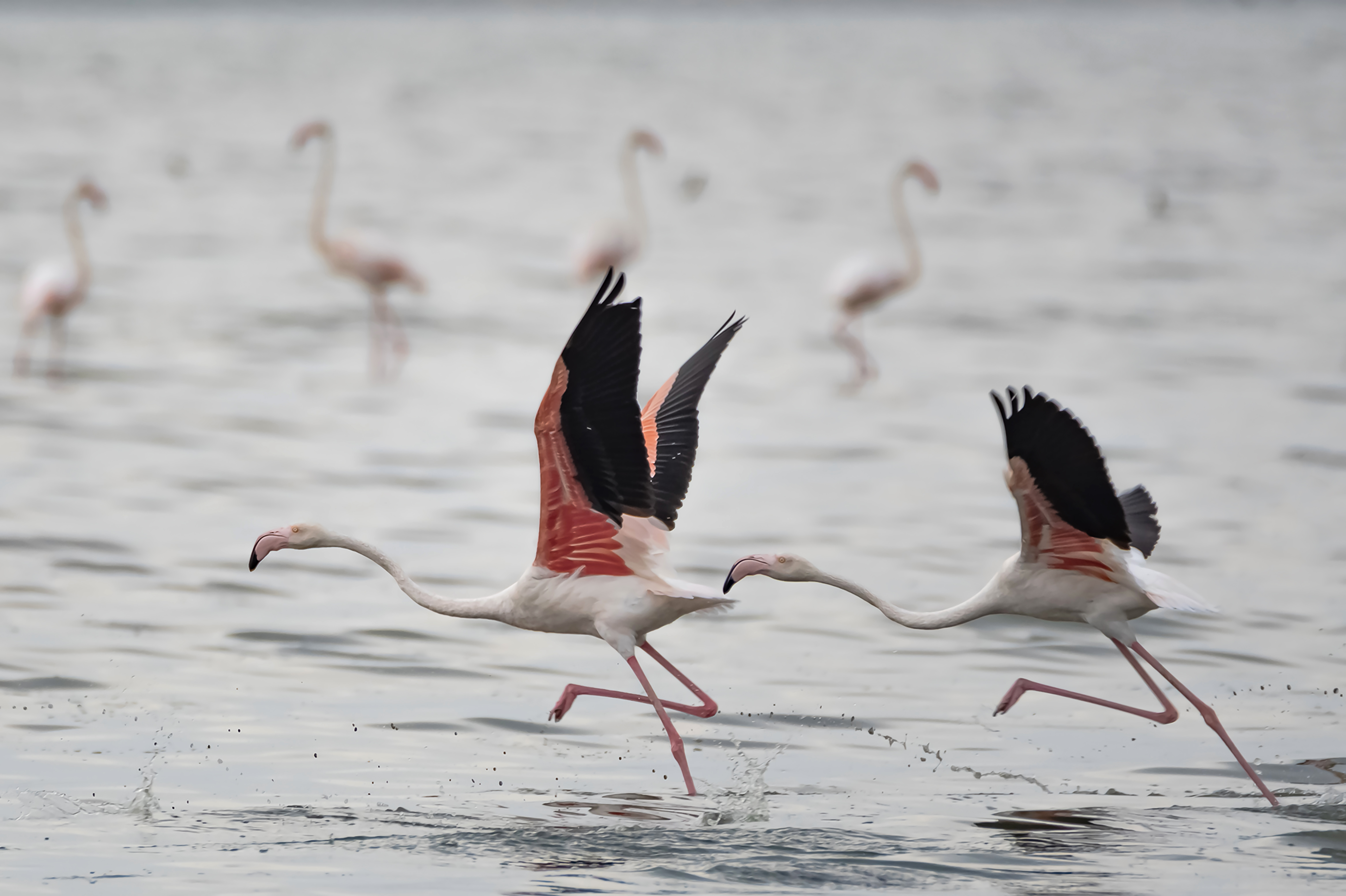 Flamingo