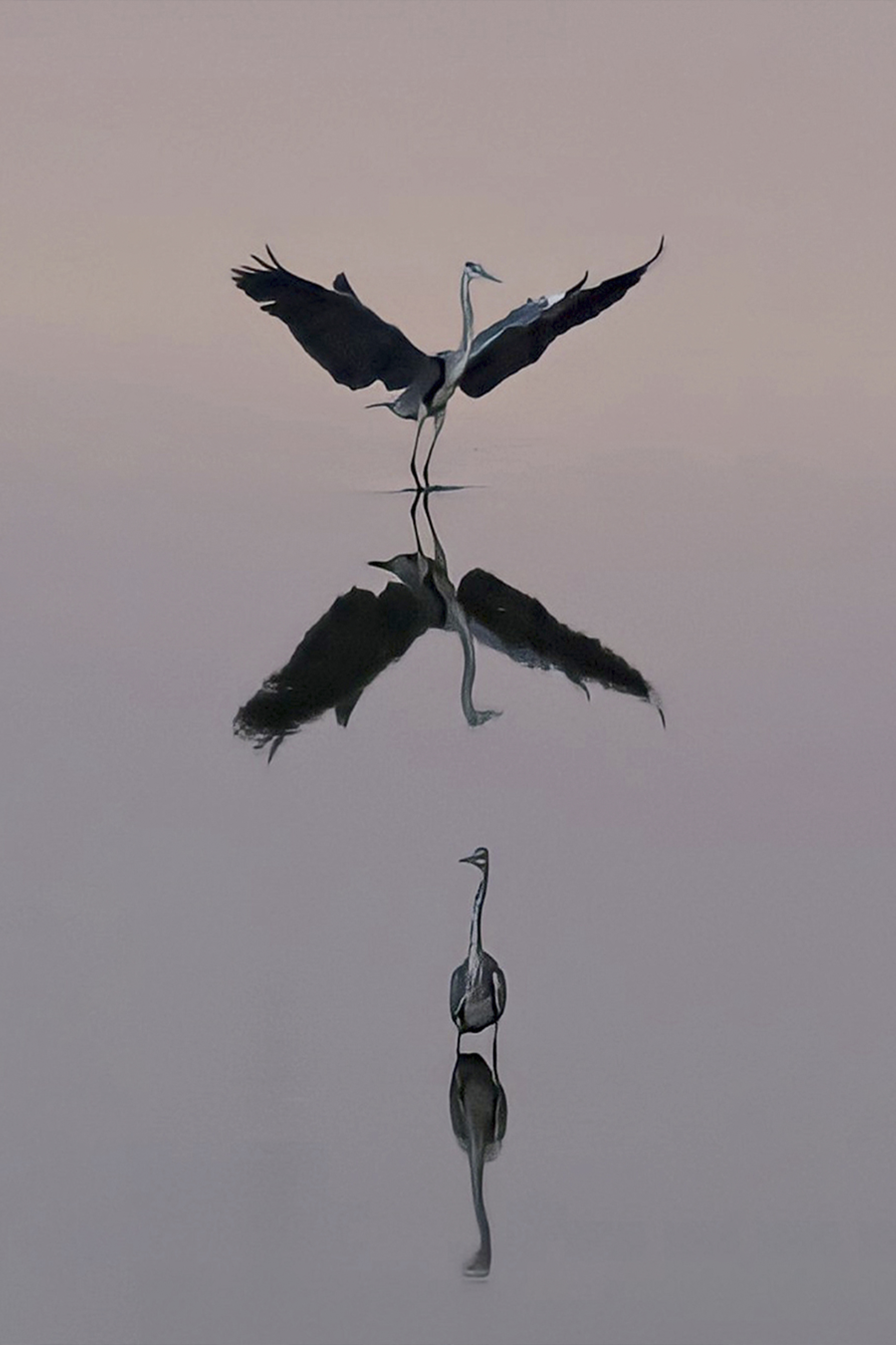 Gri Balıkçıl